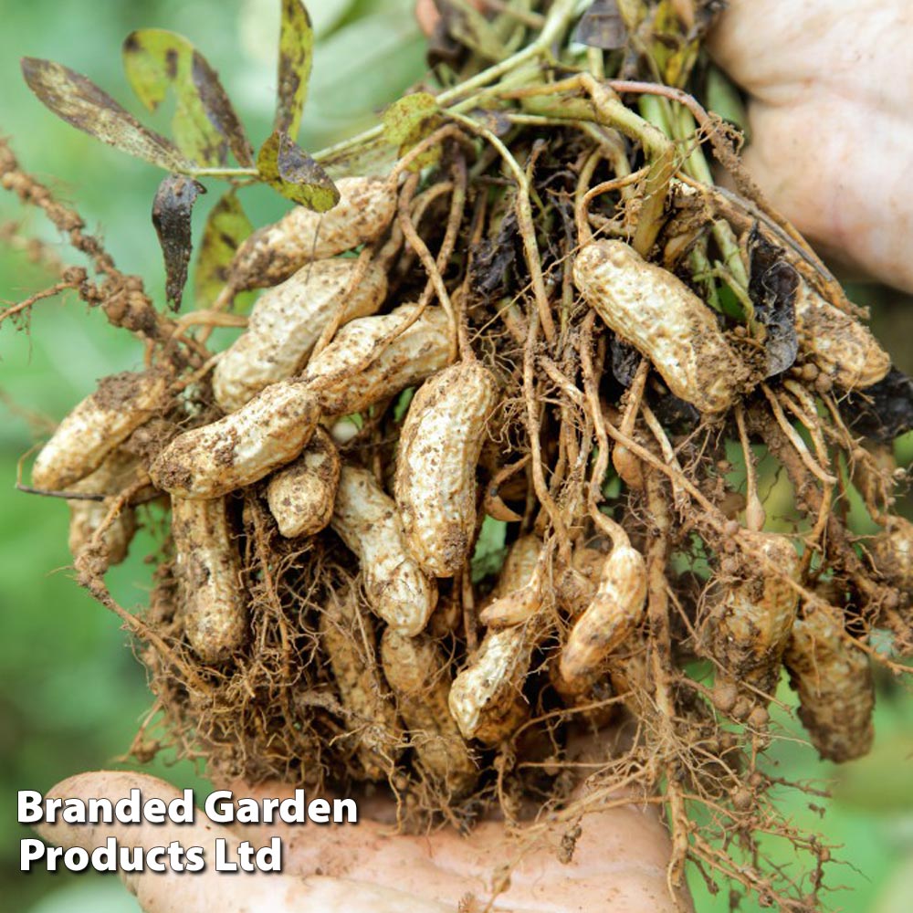 Growing Peanuts Is Actually Really Easy - How to Plant Peanuts in