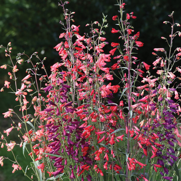 Penstemon barbartus 'Twizzle'