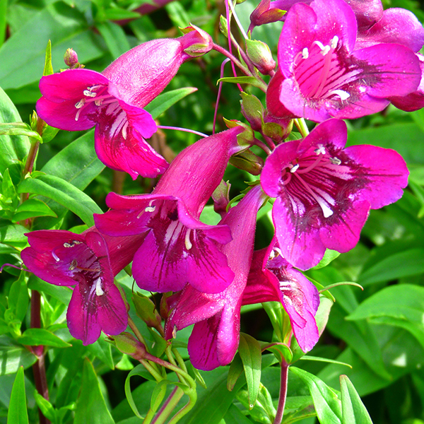 Penstemon 'Pensham Eleanor Young'