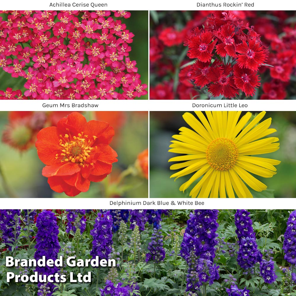 30 FREE* Perennial Plug Plants | Thompson & Morgan