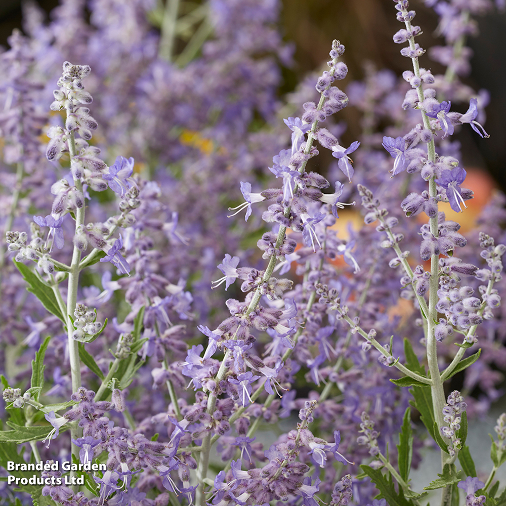 Perovskia 'Lacey Blue'