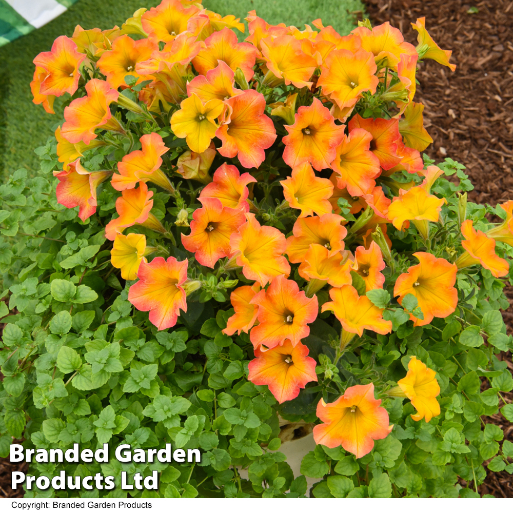 Image of Summer petunia terracotta