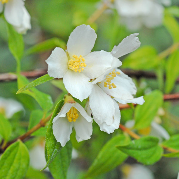 Philadelphus 'Lemoinei'