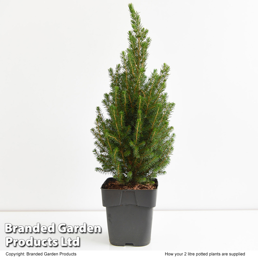 Potted Christmas Tree - Picea Perfecta - Gift | Thompson & Morgan