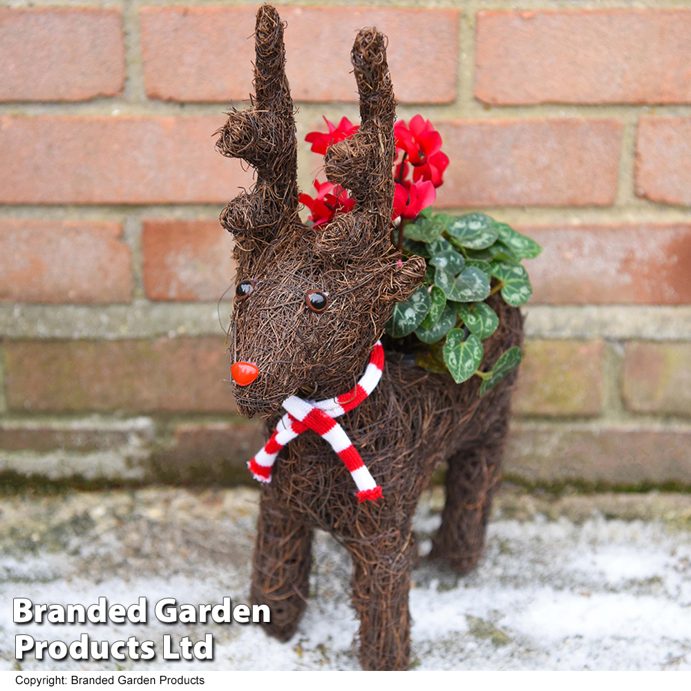 Rhubarb the Reindeer