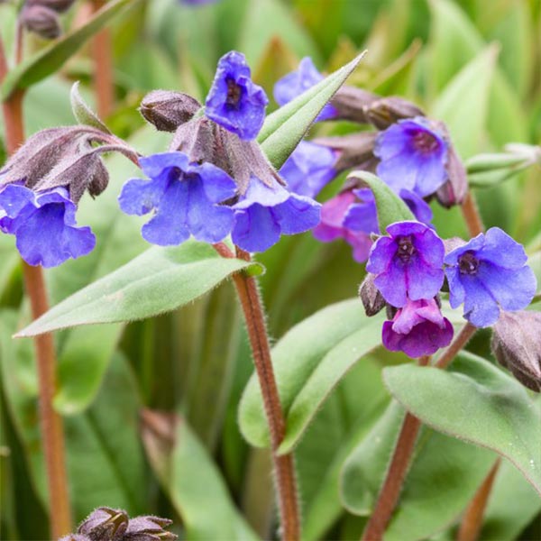 Pulmonaria 'Blue Ensign'