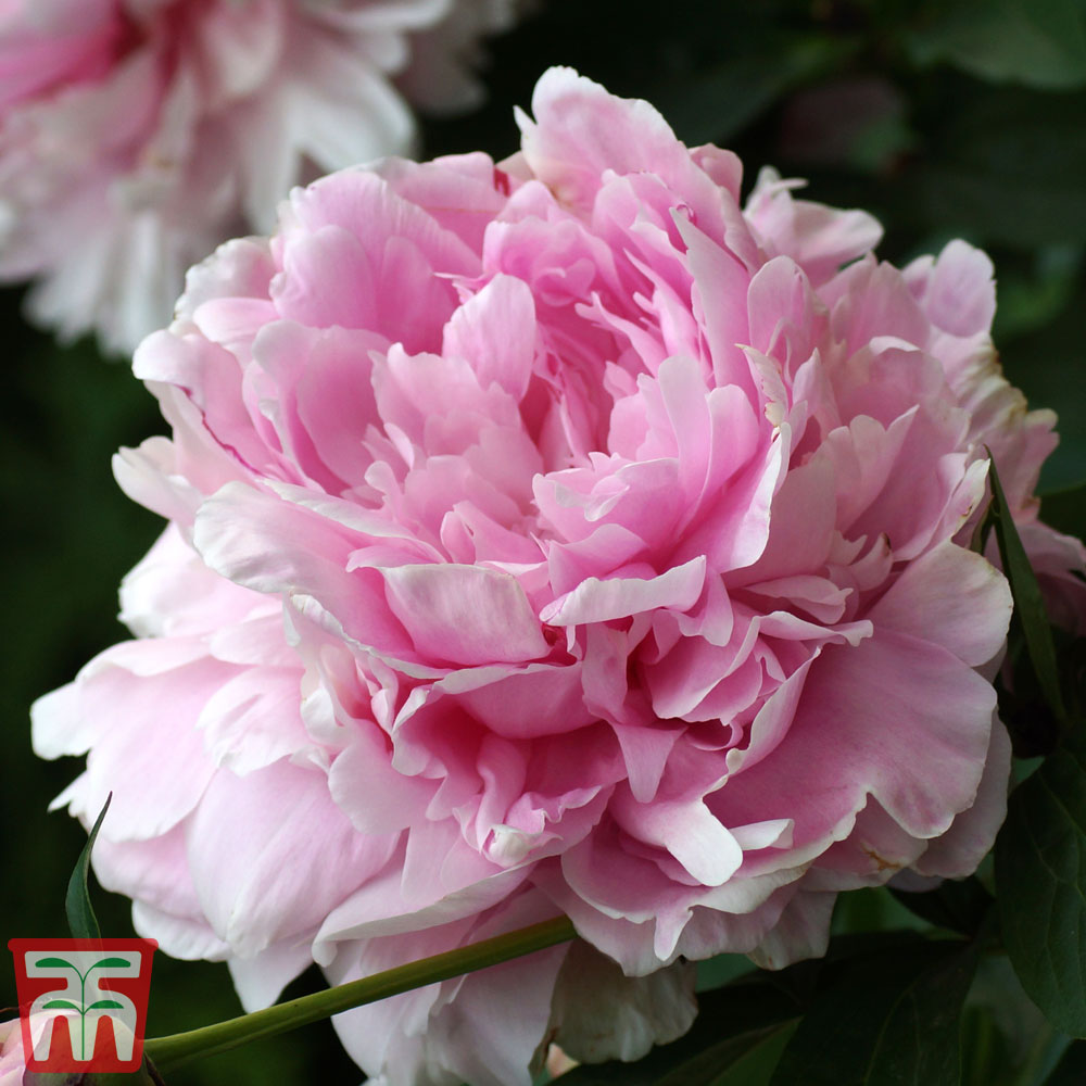 Double Pink Peony (Paeonia 'Double Pink') in Vancouver Victoria Burnaby  Penticton Coquitlam British Columbia BC at GardenWorks
