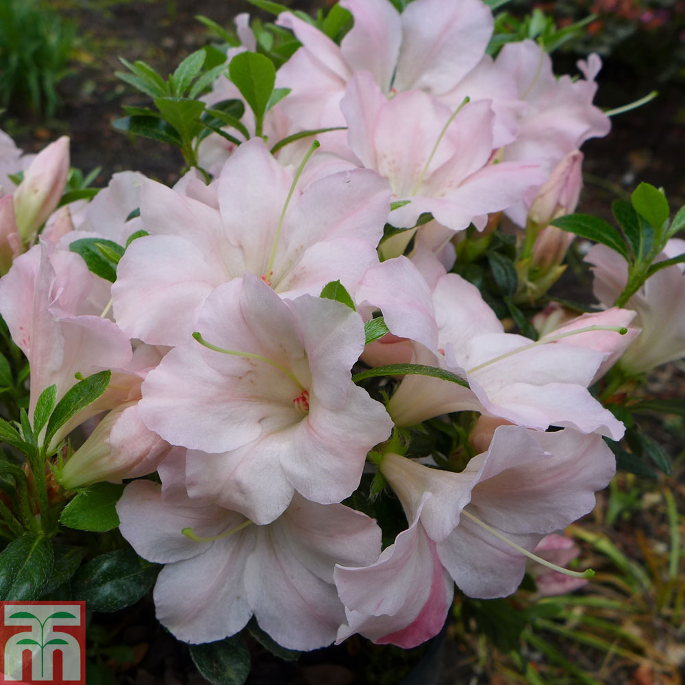 Azalea sir robert