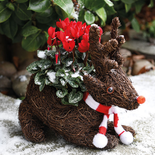 Festive Sitting Rudolph Brushwood Pot & Cyclamen - Gift