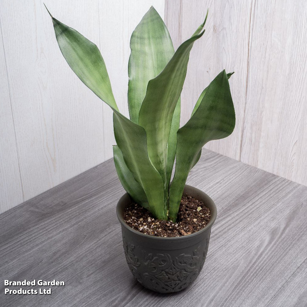 Sansevieria trifasciata 'Moonshine'