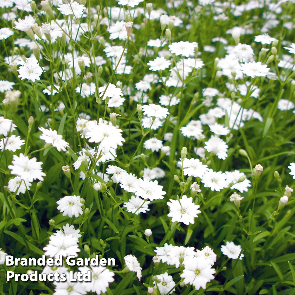 Silene alpestris 'Starry Dreams'