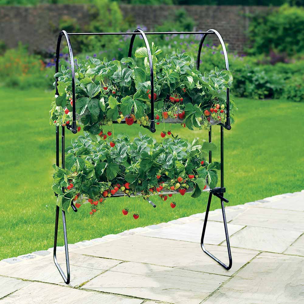 strawberry raised growing table