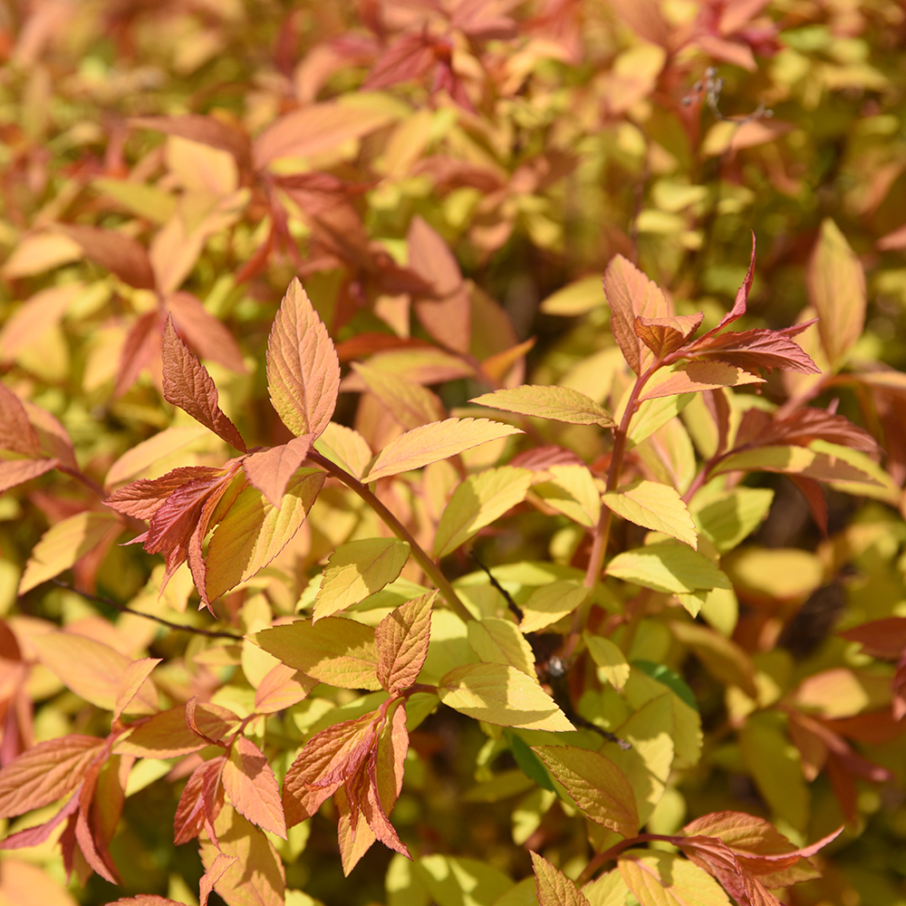 Spiraea japonica 'Golden Princess'