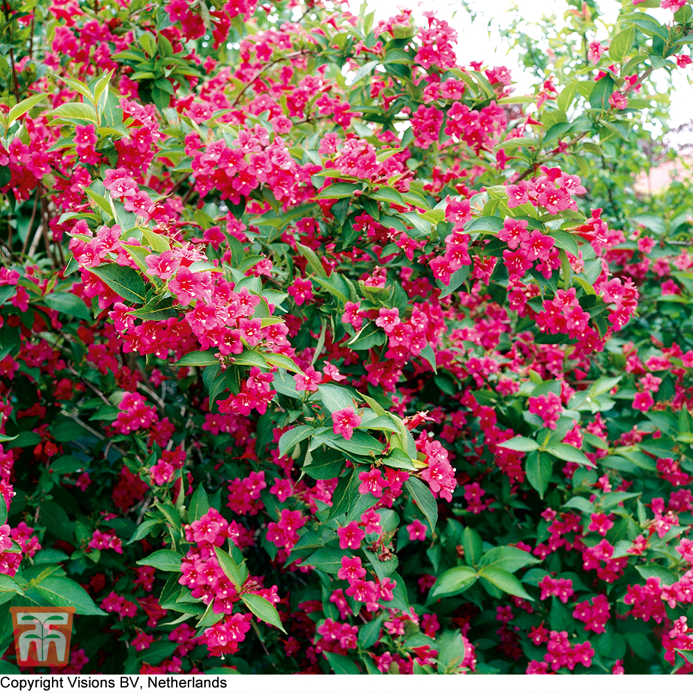 How To Bring Your Pink Weigela Back To Life In Days ...