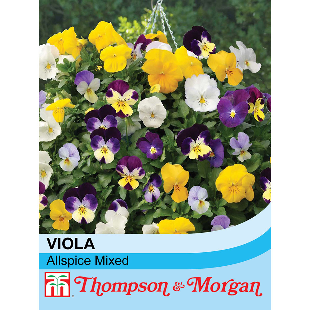 Viola Allspice Mixed Seeds Thompson And Morgan