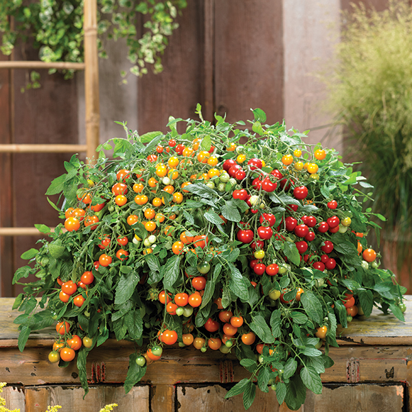 Hybrid Potato Tomato Plant