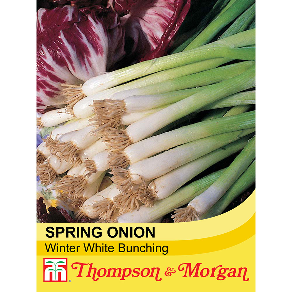 Spring Onion 'Winter White Bunching' seeds | Thompson & Morgan