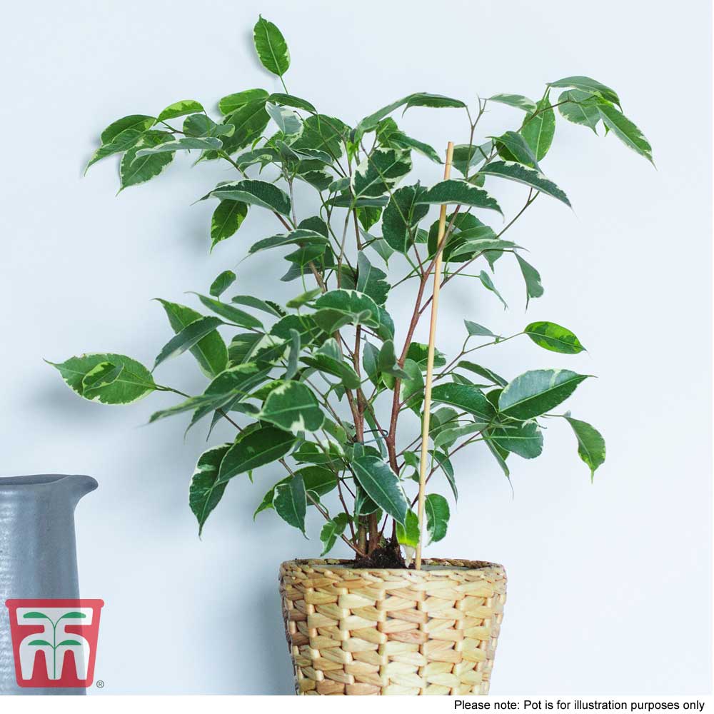 Weeping Fig - House Plant Seeds | Thompson & Morgan