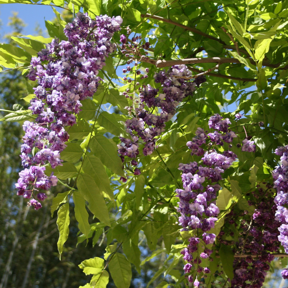 Wisteria floribunda 'Black Dragon'