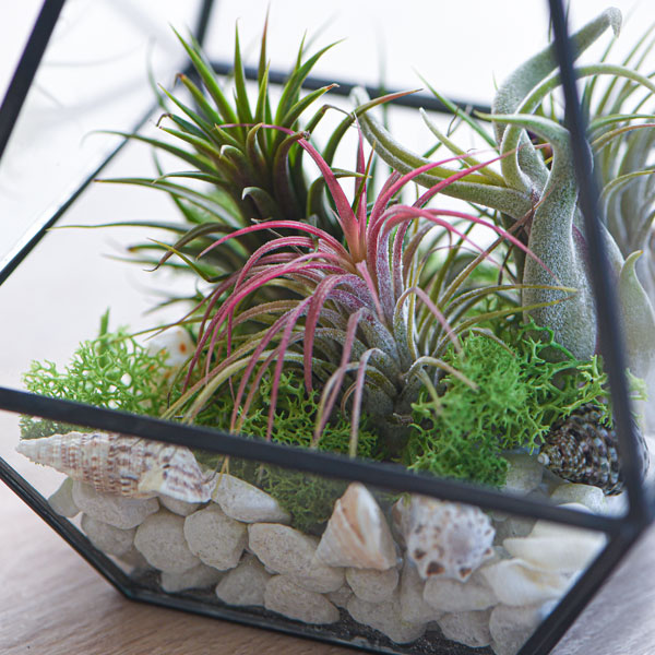 Air Plant Variety Collection