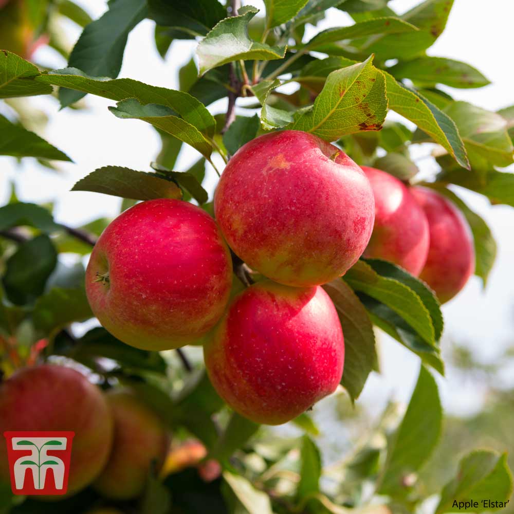 Apple Duo Patio Fruit Trees | Thompson & Morgan