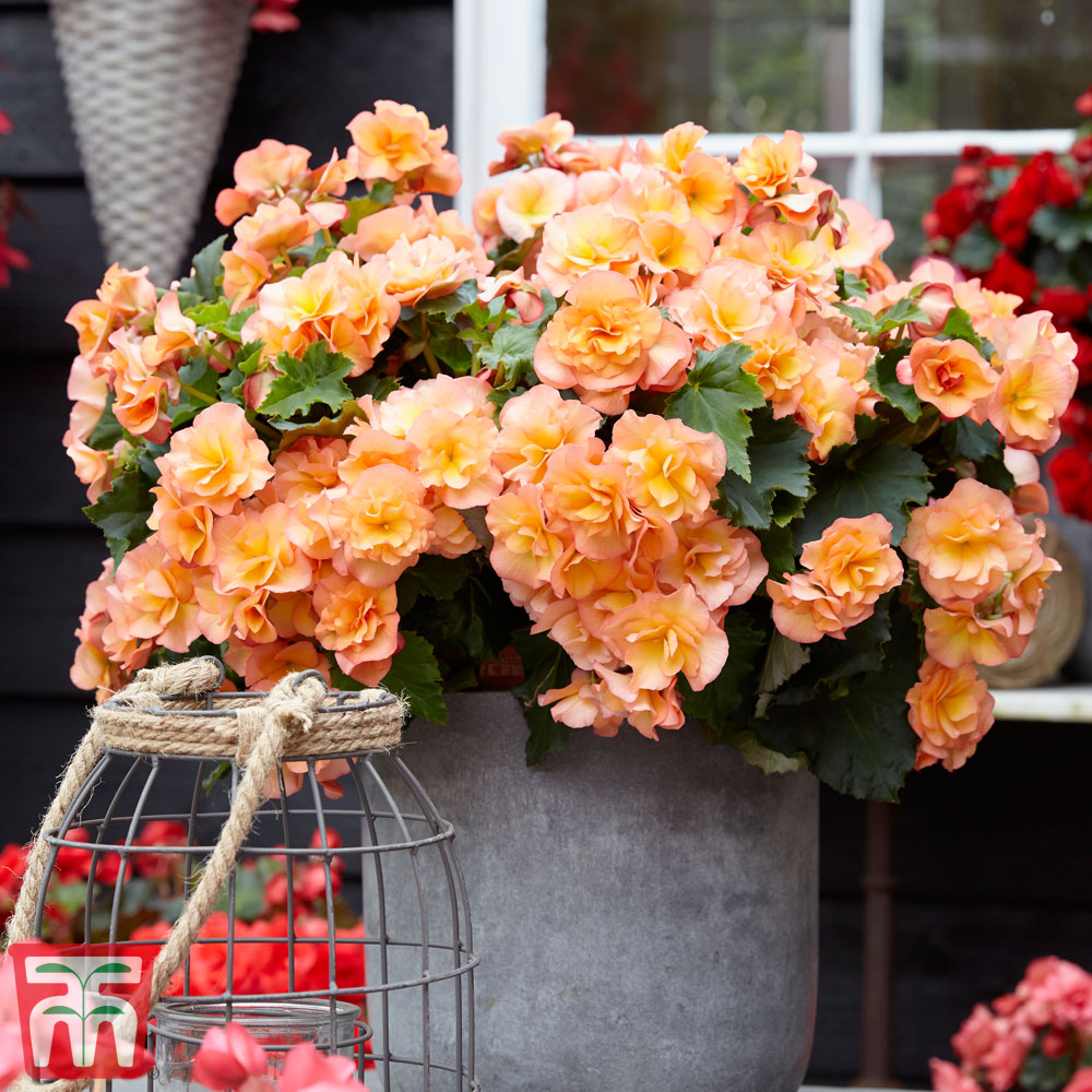 Begonia elata 'Solenia Apricot' | Thompson & Morgan