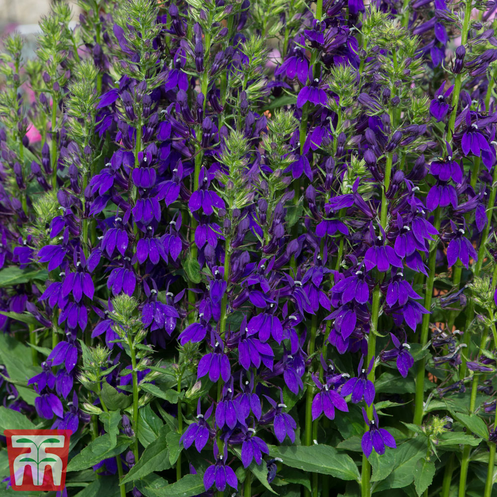 Lobelia 'Starship Collection' | Thompson & Morgan