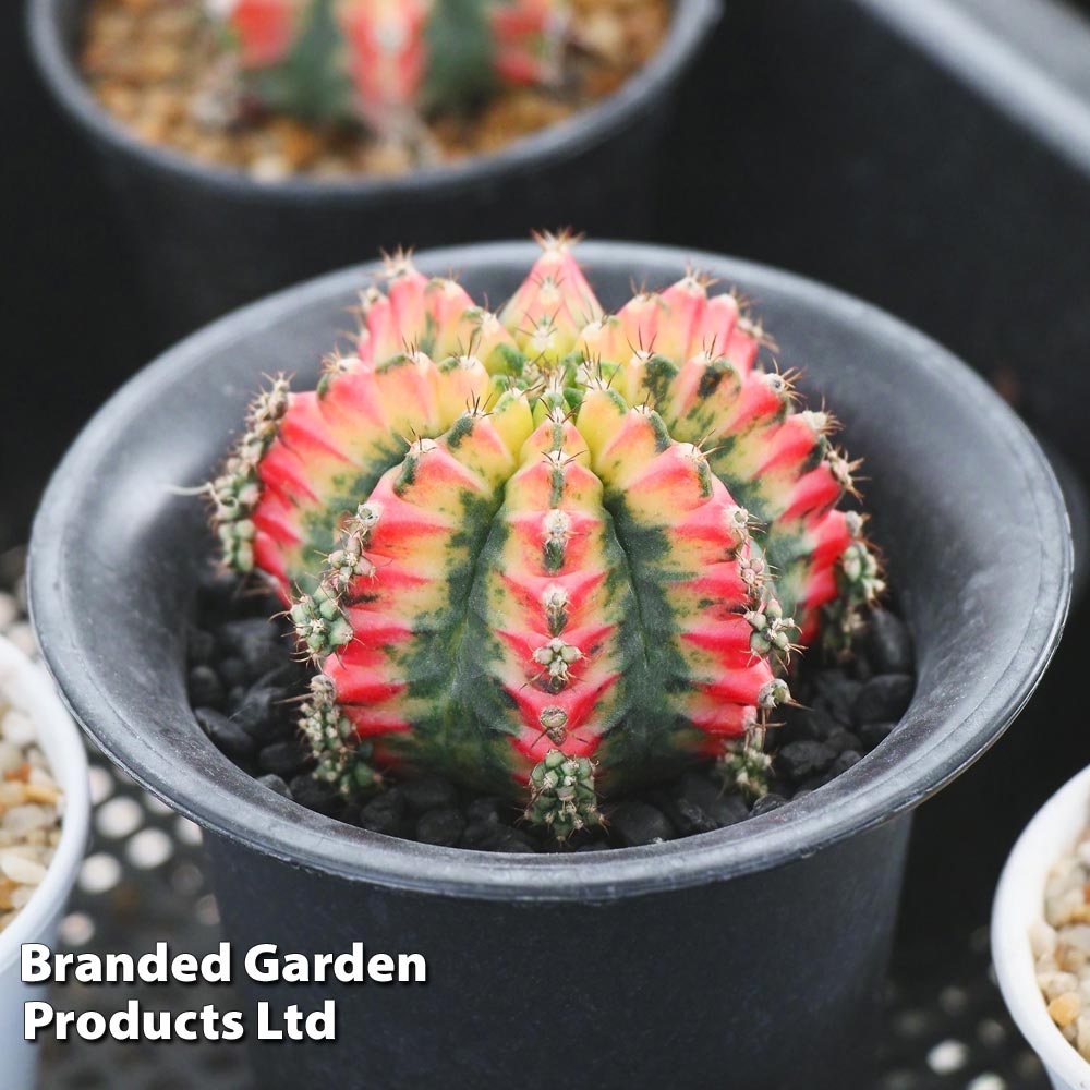 Variegated Rare Oriental Moon Cactus - Gift | Thompson & Morgan