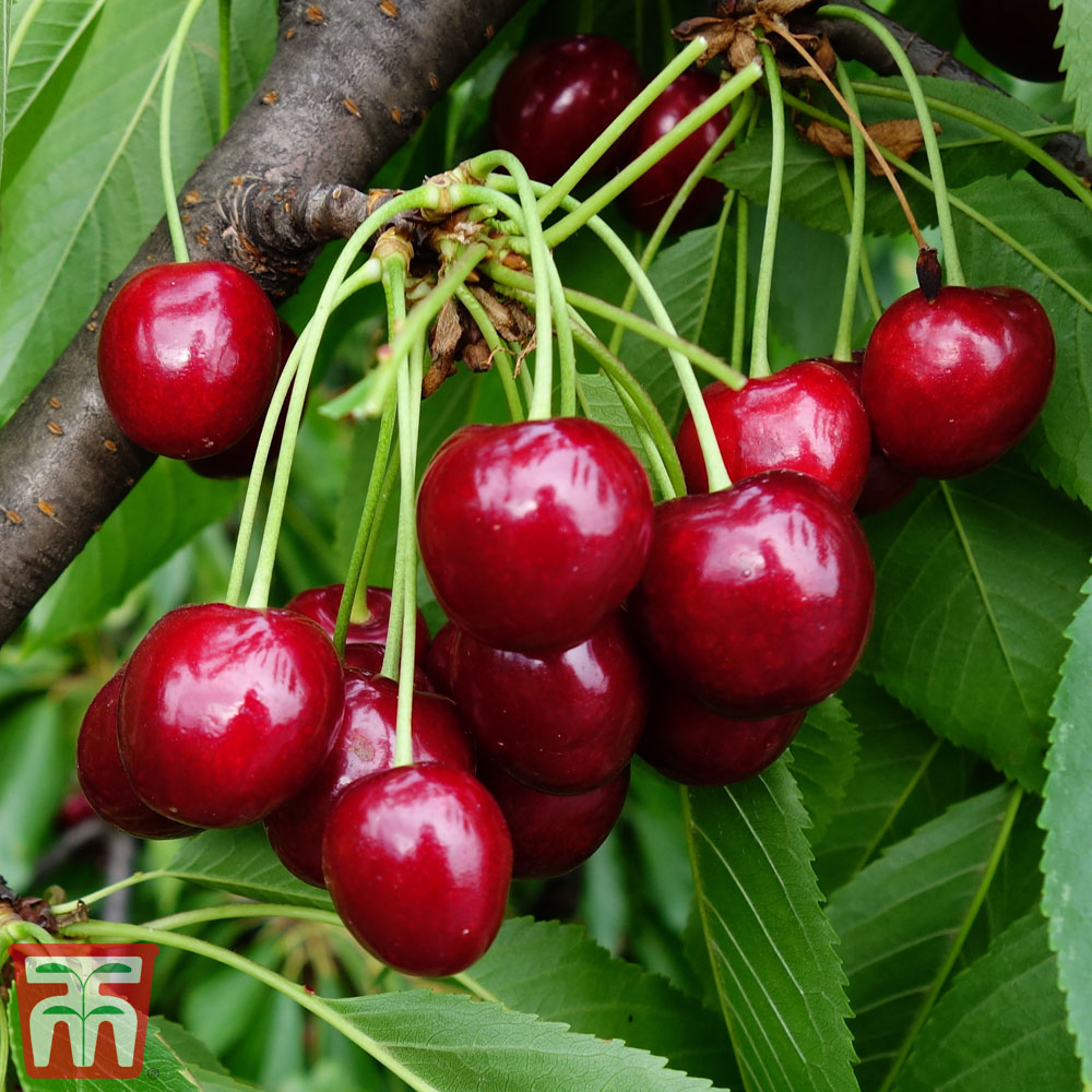 Cherry Patio Duo 'hedelfinger & Dubbele Meikers' 