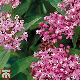 Asclepias incarnata 'Cinderella' | Thompson & Morgan