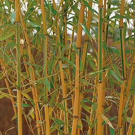 Bamboo Plants | Thompson & Morgan