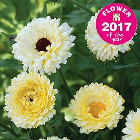 Calendula 'Snow Princess' Seeds | Thompson & Morgan