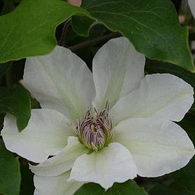 Clematis Kittyâ„¢ evipo097 plants | Thompson & Morgan