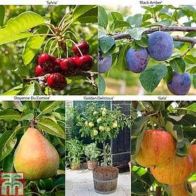 Dwarf Fruit Trees | Thompson & Morgan