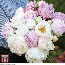 Peony 'Scented Bouquet Mix' | Thompson & Morgan