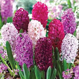 Hyacinth Bulbs | Thompson & Morgan