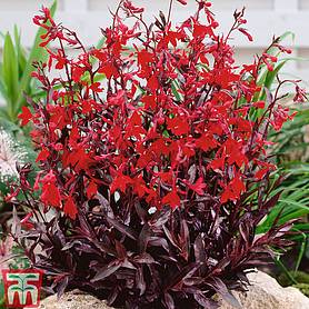 Lobelia cardinalis 'Queen Victoria' plants | Thompson & Morgan