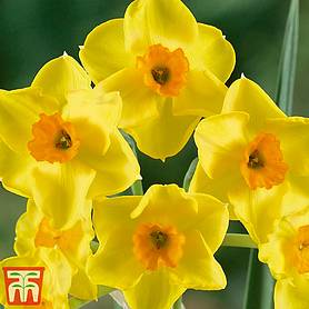 Daffodil Bulbs | Narcissus Bulbs | Thompson & Morgan