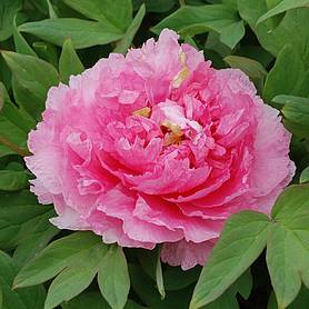 Tree Peony 'Tao Hong Fei Cui' plants | Thompson & Morgan