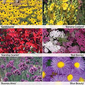 Perennial Colour Collection plug plants | Thompson & Morgan