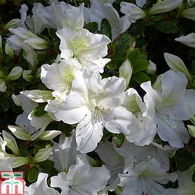 Rhododendron 'Mary Helen' (Azalea Group) | Thompson & Morgan