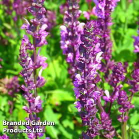 Salvia x sylvestris Rose Queen | Thompson & Morgan