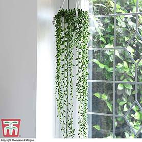 Trailing & Hanging House Plants | Thompson & Morgan