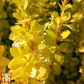 Berberis Thunbergii 'Aurea' | Thompson & Morgan