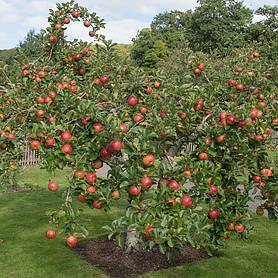 Apple 'family Apple Tree' 