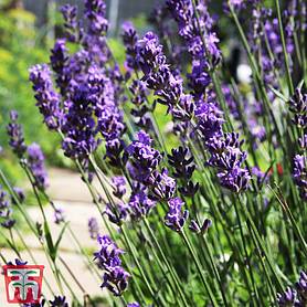 lavender shrubs for sale in the uk thompson morgan hanging plants that like full sun