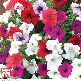 Petunia Plants | Thompson & Morgan