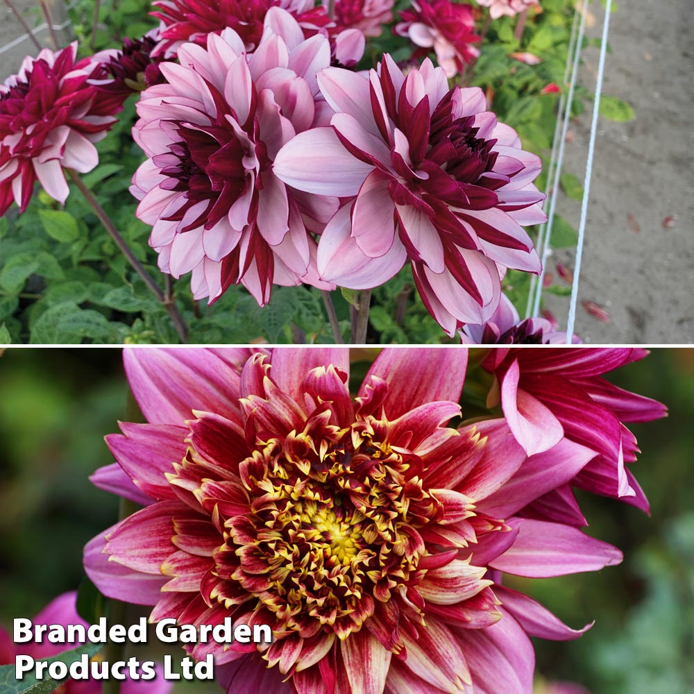 Dahlia Pink & White Duo