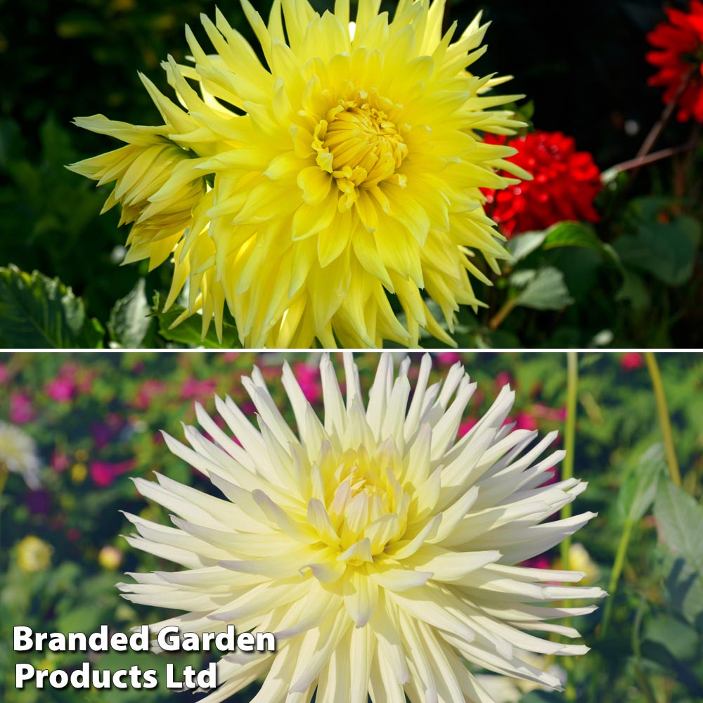 Dahlia Yellow Duo