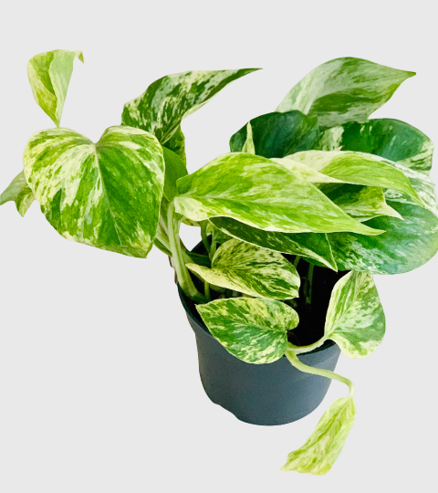 Scindapsus Marble Queen | Thompson & Morgan